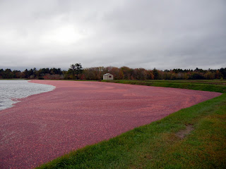 Cranberry wet harvest in Massachusetts