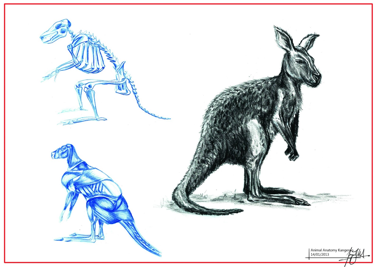 grandpriy Animal Anatomy Studies