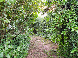 geheime Pfade inmitten des Gartens (C) by Joachim Wenk geheime Pfade inmitten des Gartens (C) by Joachim Wenk