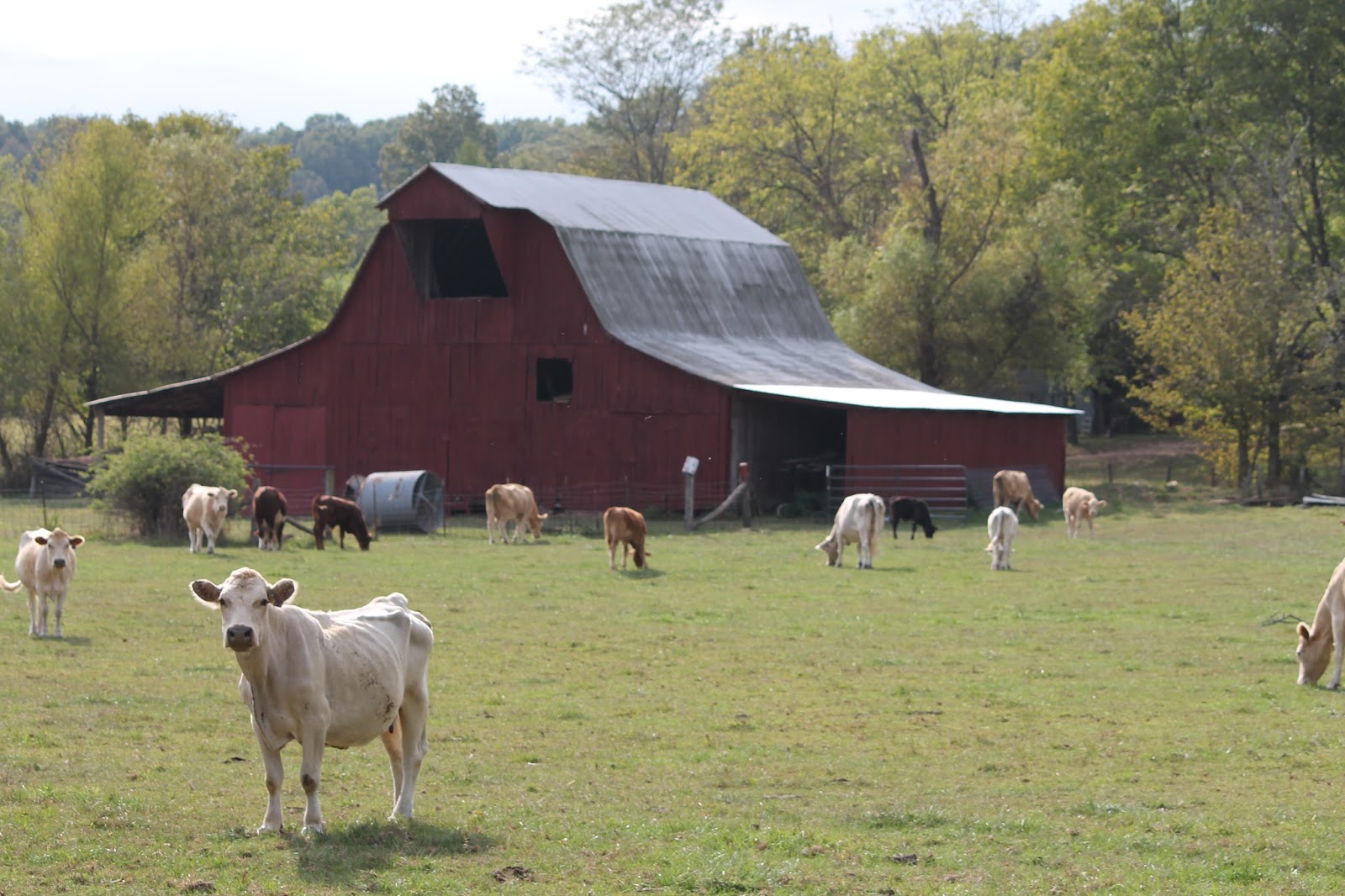 The Missouri Mom Farms of Missouri The Curious Cows