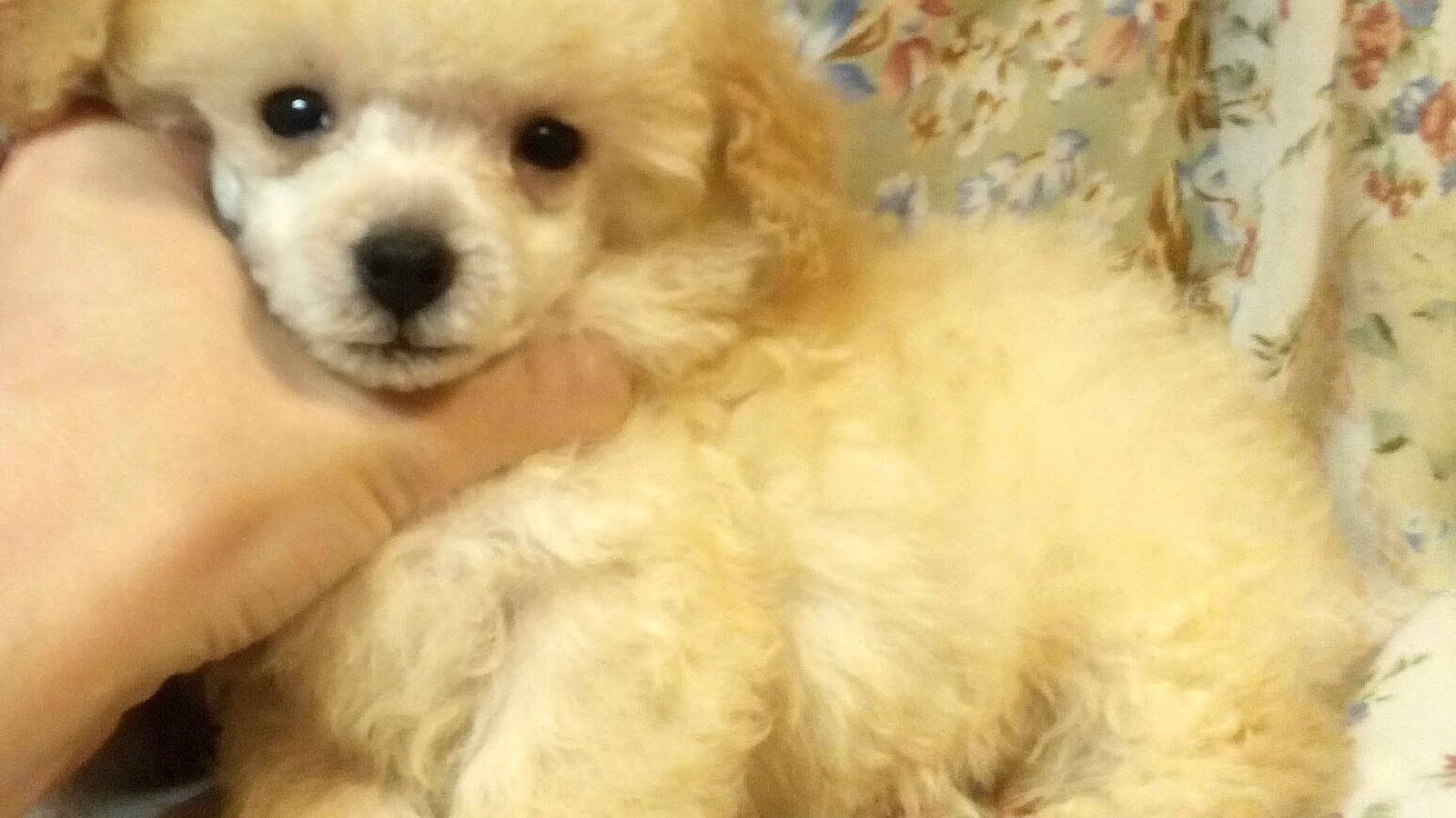 Free Pet Classified Ads Pet choices