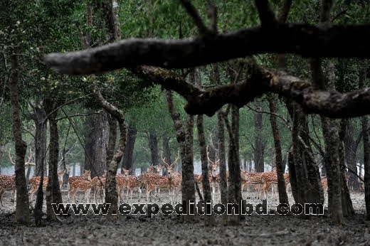 Sundarbans, Bangladesh