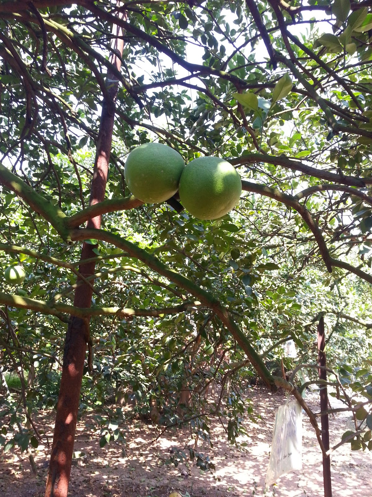 Family Camp 2014 Metro Tabernacle Best Tambun Pomelo Farm Visit