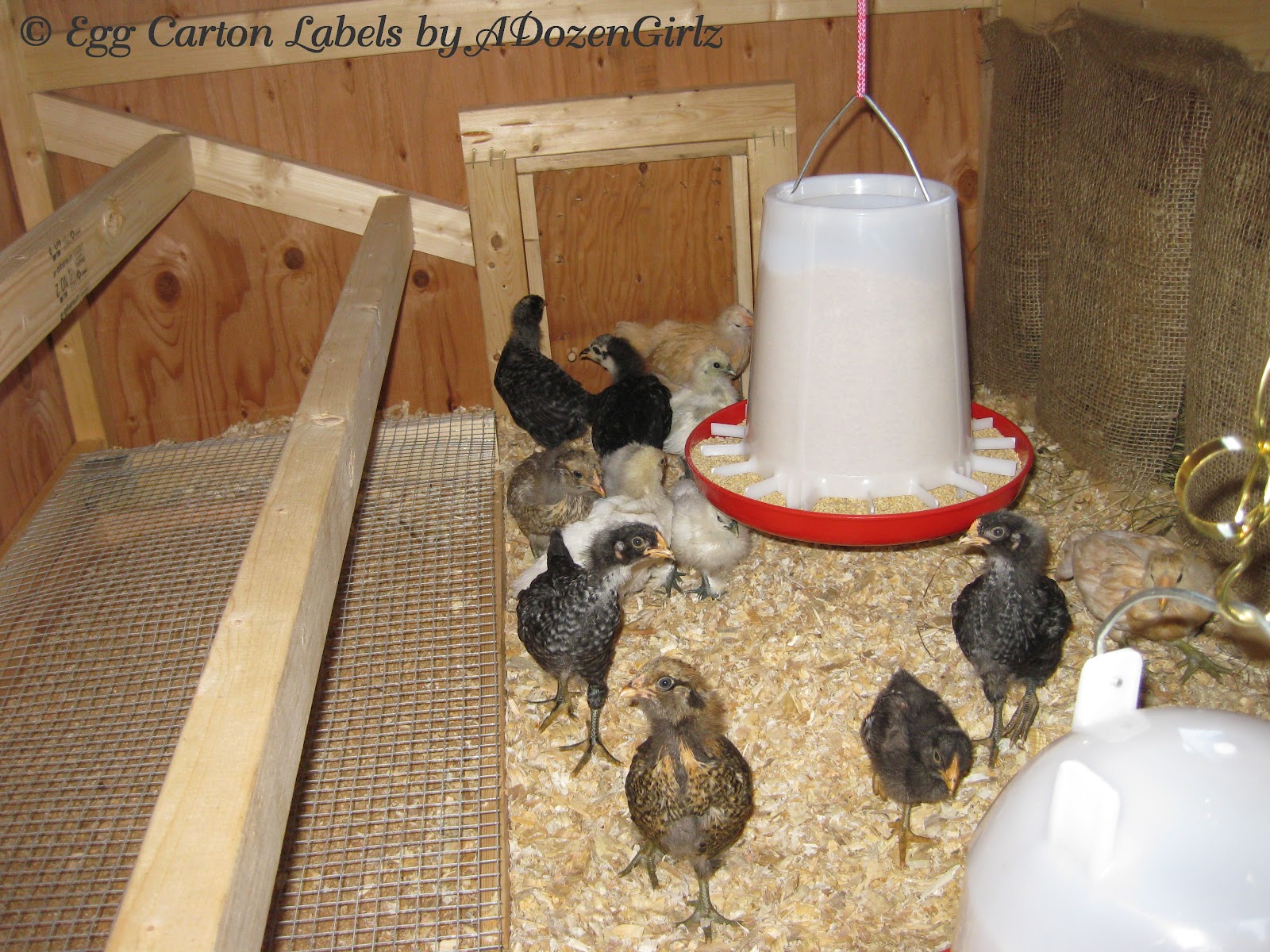 Chicken Coop Roost Design The chickens would walk on the