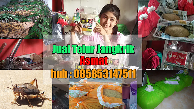 Jual Telur Jangkrik kabupaten Asmat Hubungi 085853147511