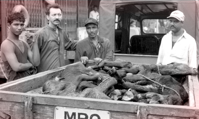 Karuna For Animals Milestones