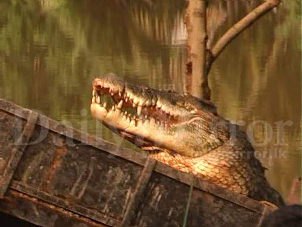 Wildlife Finds the Largest Crocodile in Sri Lanka