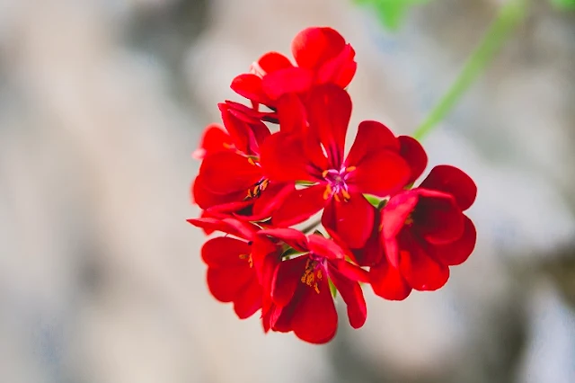 Las-flores-son-un-interesante-sujeto-fotográfico