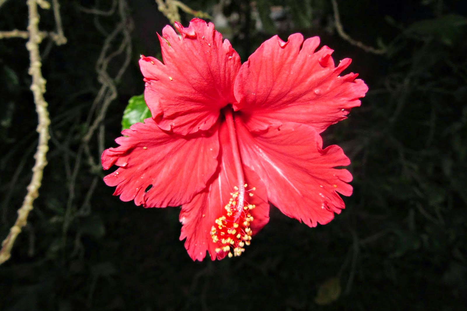MadSnapper Elephant Ears, Ferns, Hibiscus Oh My