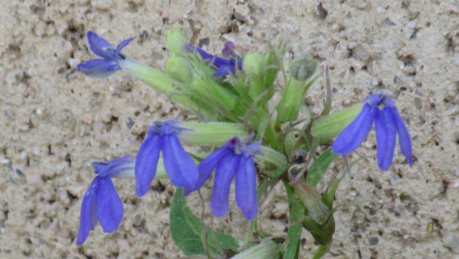 Mother Nature's Backyard A Waterwise Garden Plant of the Month (August) Dunn’s lobelia