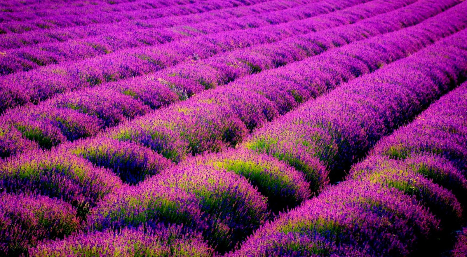 Lavender Flowers Field