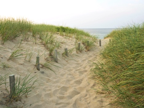 green dune grass
