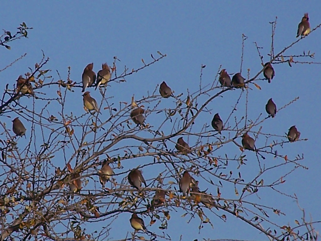 Beneath the Wraps Birds Gathering in Mom’s Backyard