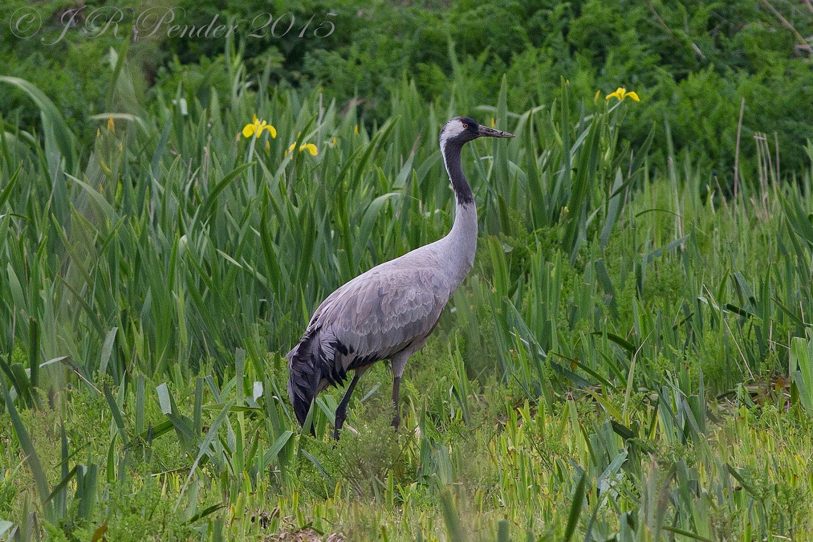 Joe Pender Wildlife Photography Common Crane
