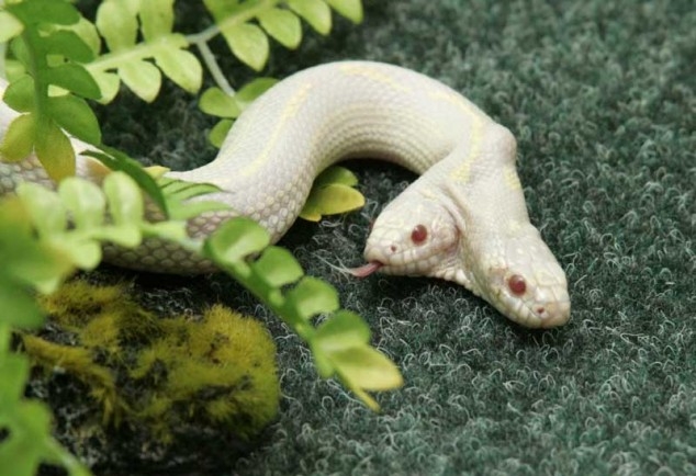 2-headed-albino-snake-634x434.JPG