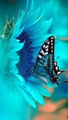 butterfly images