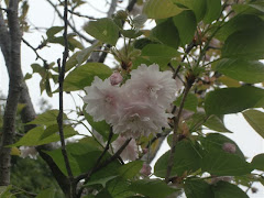 鎌足桜