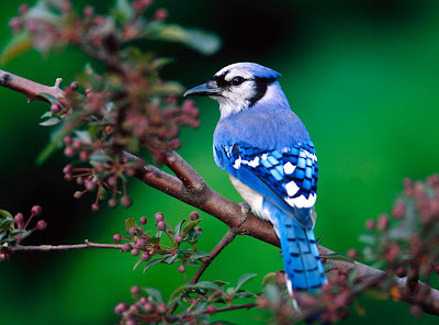 bluebird bird