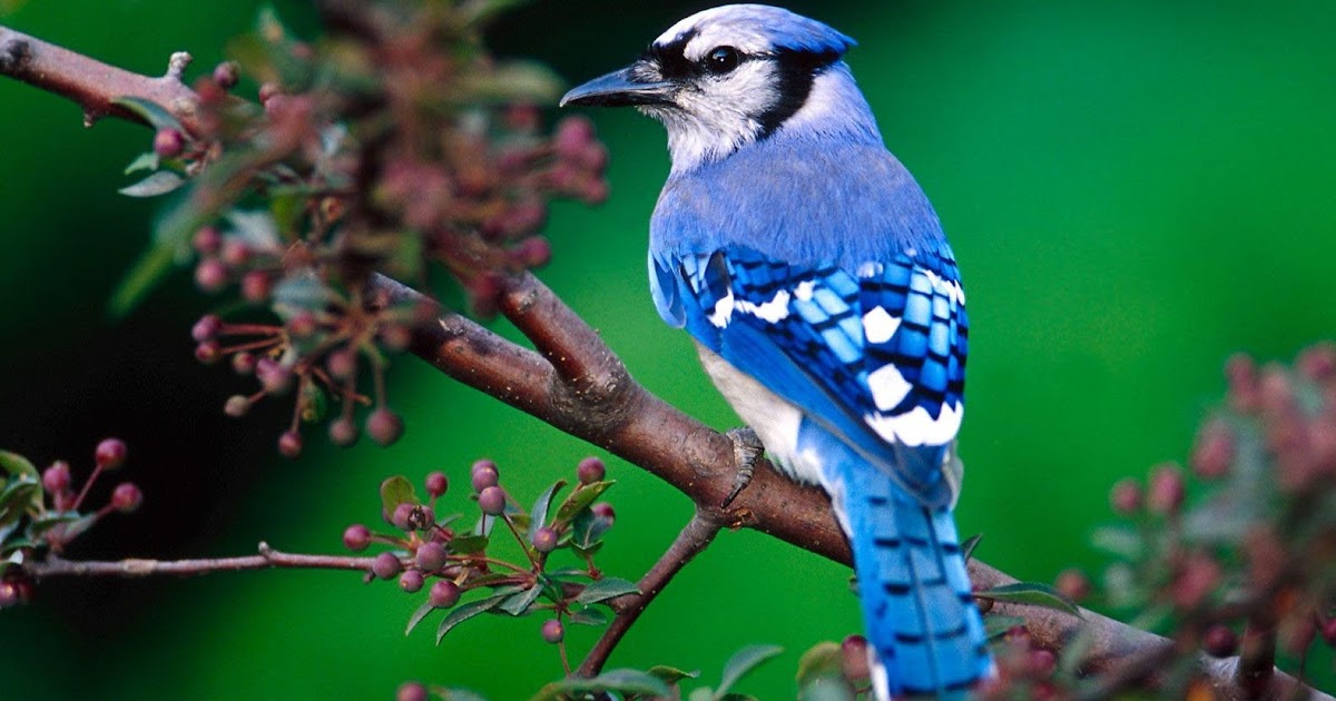 Bluebird Bird - Facts About Bluebirds and Their Pictures | Animal Wildlife