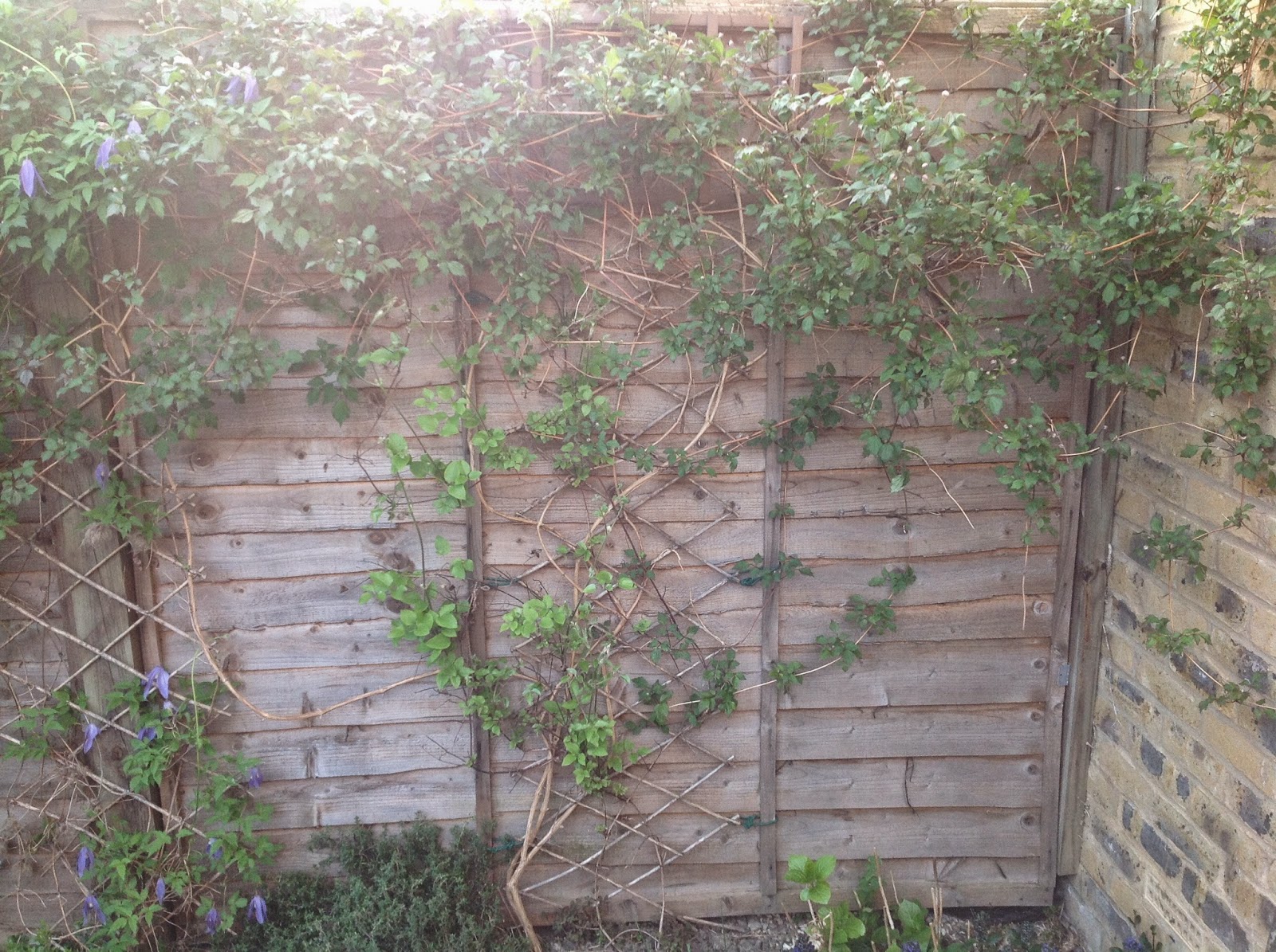 Making something out of nothing. How to hide an ugly fence... quite