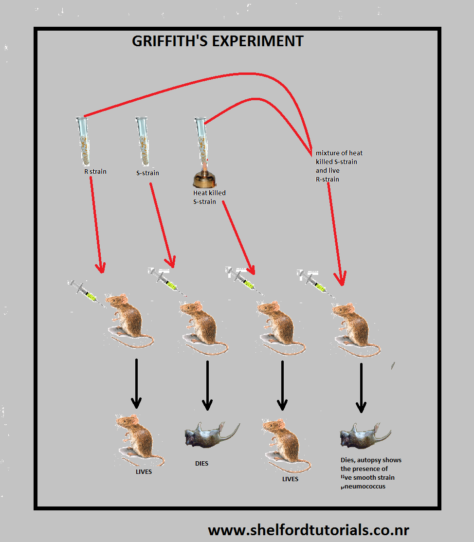 Shelford Tutorials Griffith and Avery’s experiment for the evidence