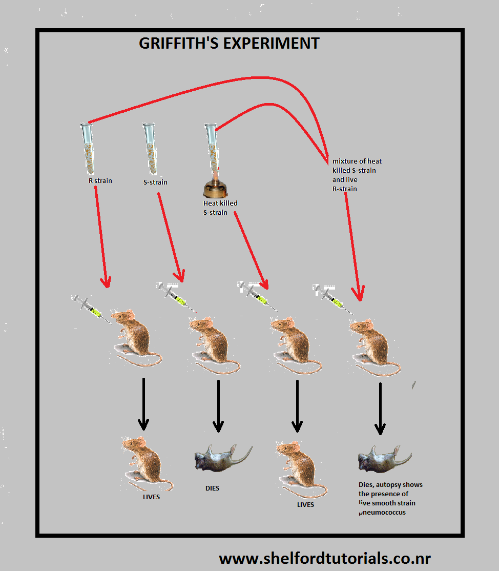 shelford-tutorials-griffith-and-avery-s-experiment-for-the-evidence
