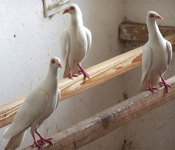 stralsund highflyer pigeon, stralsund highflyer pigeons, about stralsund highflyer pigeon, stralsund highflyer pigeon appearance, stralsund highflyer pigeon breed, stralsund highflyer pigeon breed info, stralsund highflyer pigeon care, caring stralsund highflyer pigeon, stralsund highflyer pigeon color, stralsund highflyer pigeon characteristics, stralsund highflyer pigeon eggs, stralsund highflyer pigeon facts, stralsund highflyer pigeon for flying, stralsund highflyer pigeon history, stralsund highflyer pigeon info, stralsund highflyer pigeon images, stralsund highflyer pigeon origin, stralsund highflyer pigeon photos, stralsund highflyer pigeon pictures, stralsund highflyer pigeon rarity, raising stralsund highflyer pigeon, stralsund highflyer pigeon rearing, stralsund highflyer pigeon size, stralsund highflyer pigeon temperament, stralsund highflyer pigeon tame, stralsund highflyer pigeon uses, stralsund highflyer pigeon weight