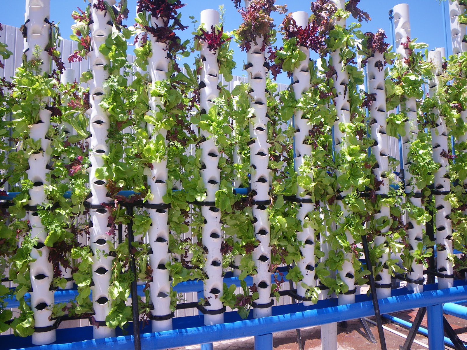 Urban garden "Aquaponic vertical farming system". Right outside a ...