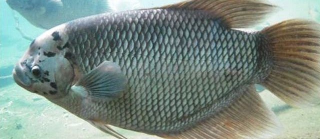 Jenis Ikan Gurame Cepat Besar yang Ada di Indonesia