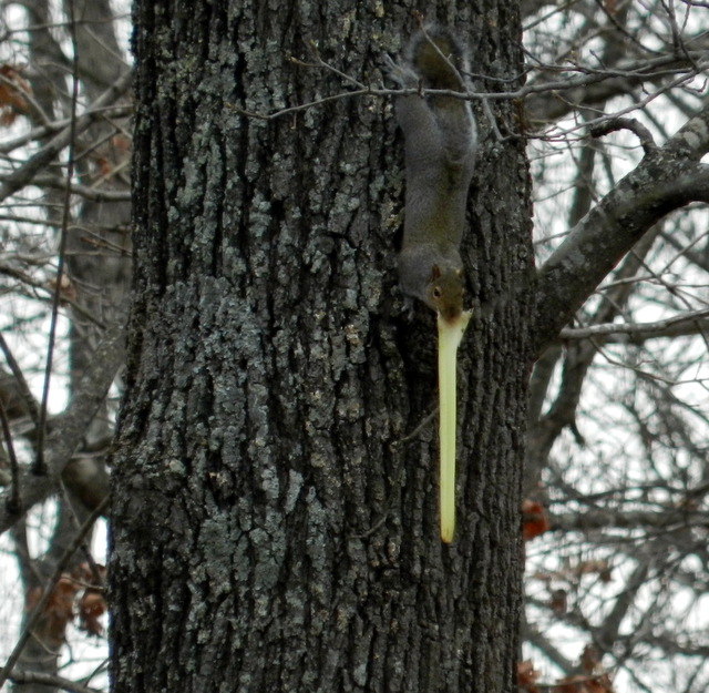 Blue Country Magic Squirrel Eating Celery