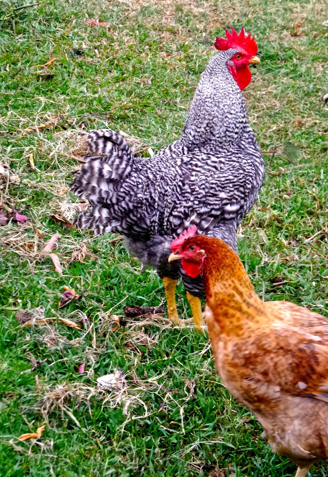 Keep Calm & Curry On Garam Masala Deviled Eggs