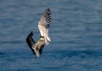 Swift Tern in Flight Woodbridge Island, Cape Town - Canon EOS 7D Mark II