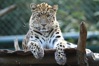 Amoerluipaard Bellewaerde