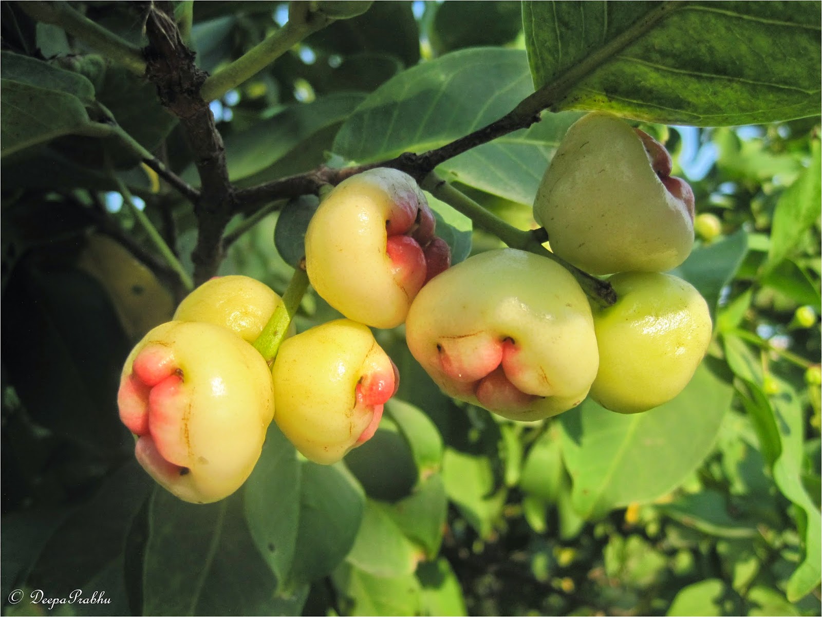 Jaam (From flower, seeds to fruit) Random Photography