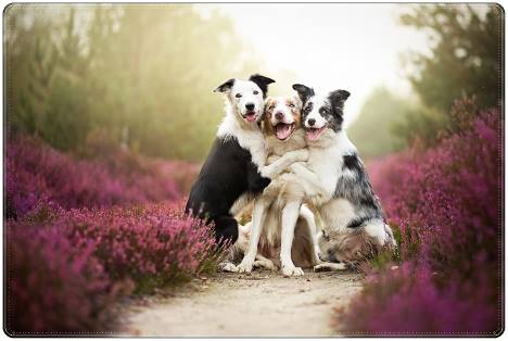 Se você conhece o autor desta imagem, por favor nos informe para que possamos atribuir-lhe os devidos créditos. Obrigado. campo florido, predominando o rosa das flores, três cachorros, se abraçando com carinho.