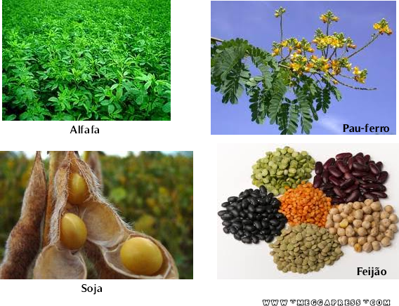 Leguminosas: Classificação, Alimentos e Utilidades das Leguminosas