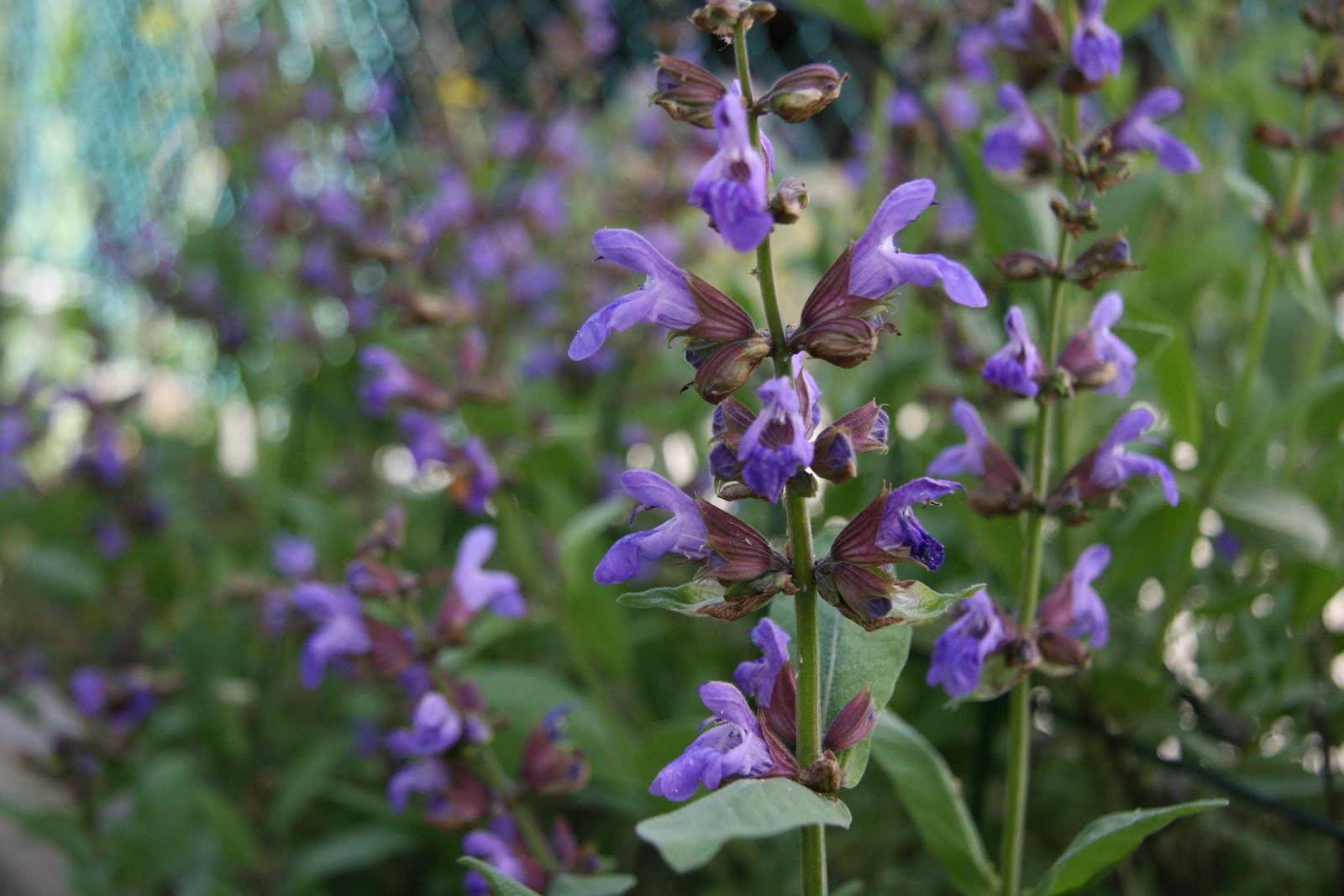 brooklynometry Violet May