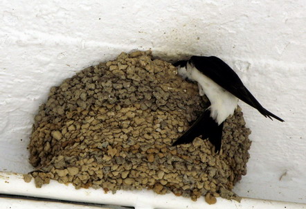 Άνοιξη Spring Swallow