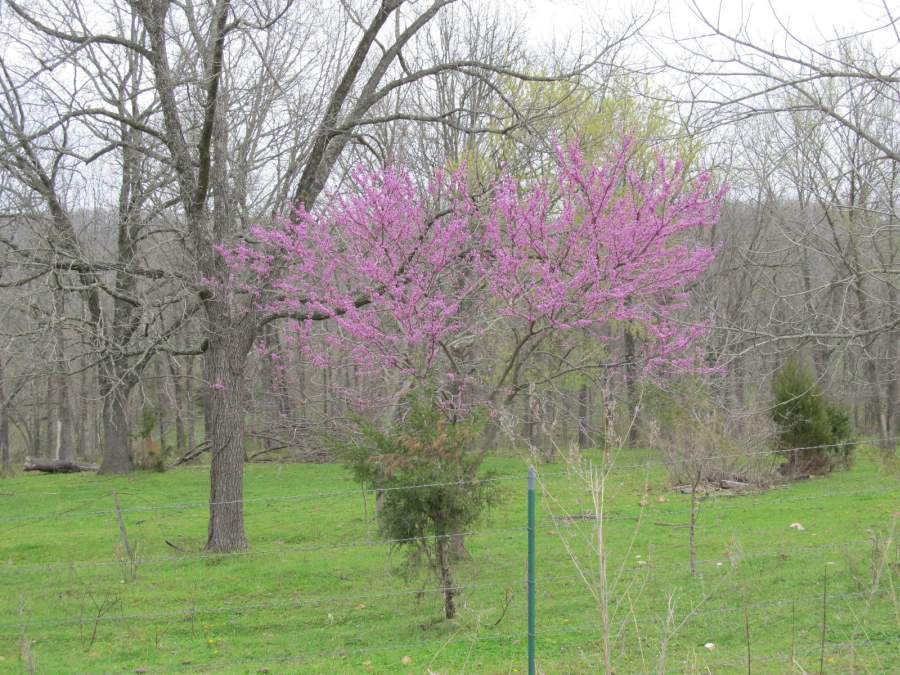 Claudia's Page Jerico Springs, Missouri
