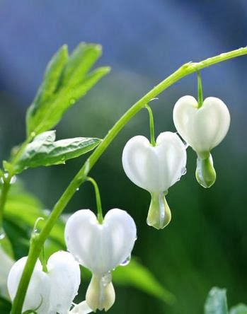 Indahnya..Bunga Bentuk Hati | SuaraPensEL