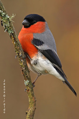 Pinsà borroner (Pyrrhula pyrrhula)