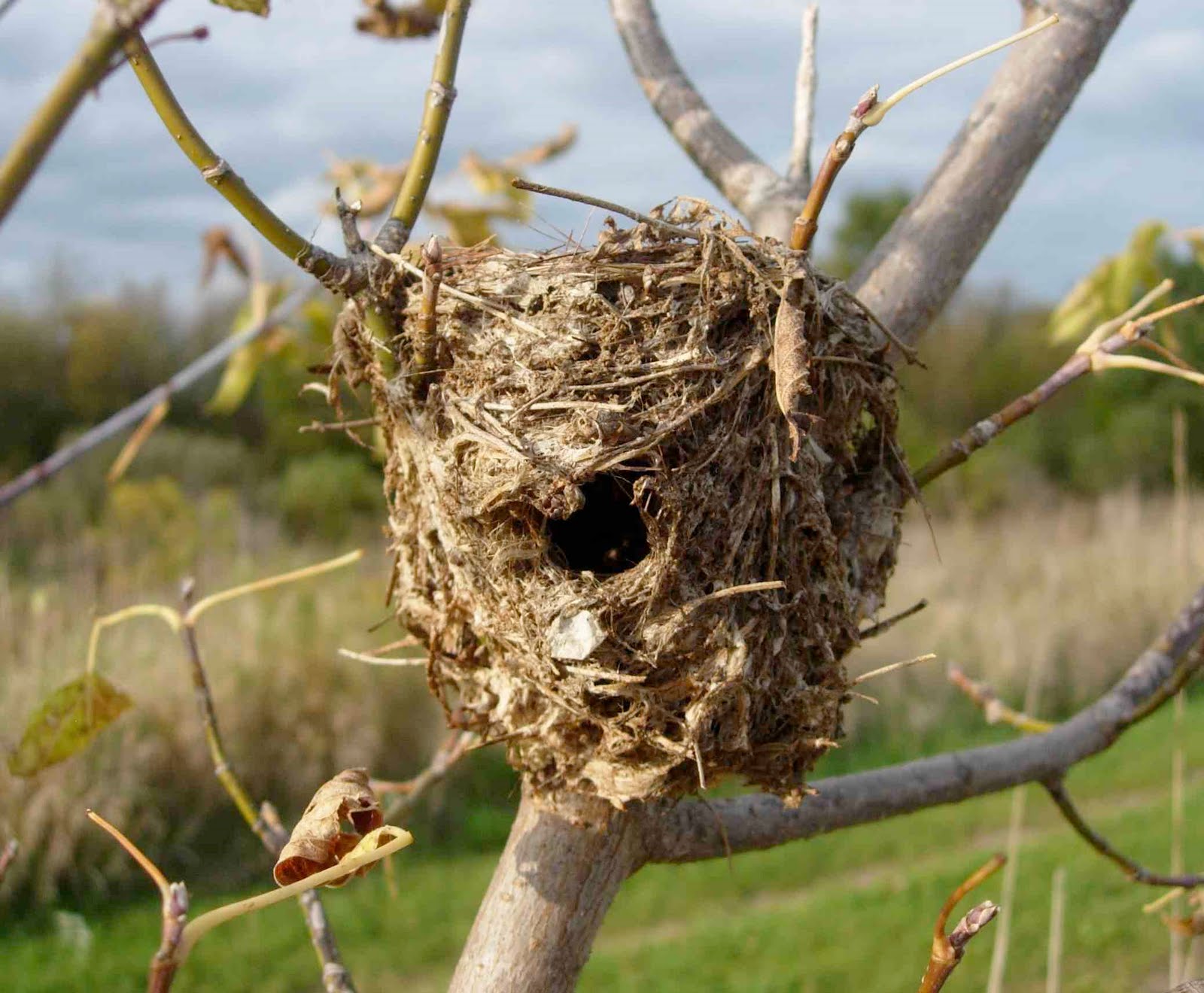 Images Of Different Birds And Their Nest