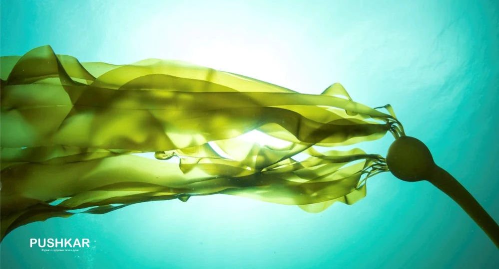 ЭФФЕКТИВНОСТЬ CISTANCHE + LAMINARIA (KELP) В ПРЕДОТВРАЩЕНИИ ПОТЕРИ ВОЛОС И ДЛЯ ЗДОРОВЬЯ КОЖИ ГОЛОВЫ!