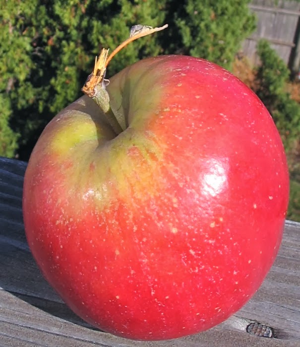 Rubyfrost * Adam's Apples