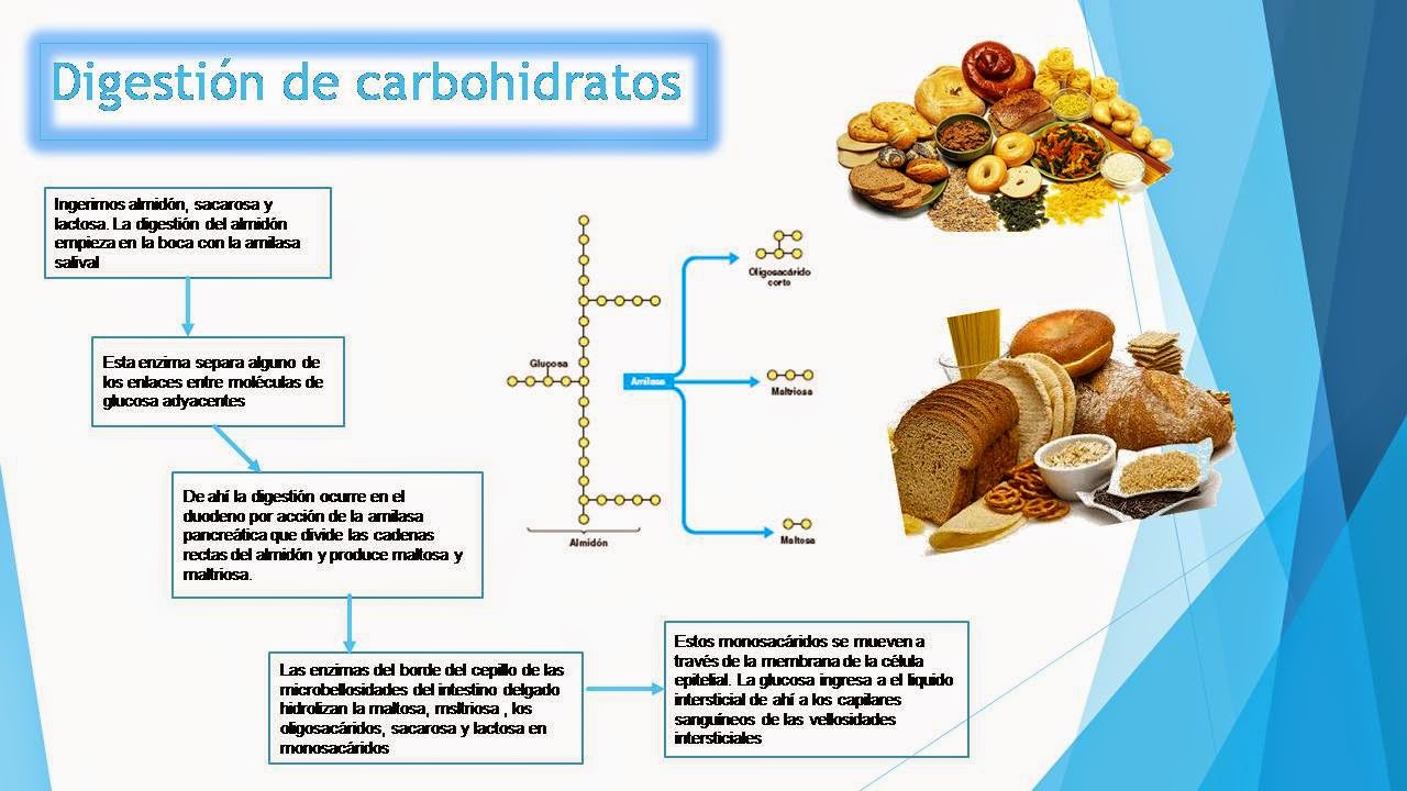 Fisiologia Medica de Miguel Angel Ybañez Castro: Digestión de ...