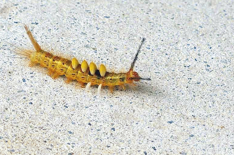 yellow caterpillar in motion