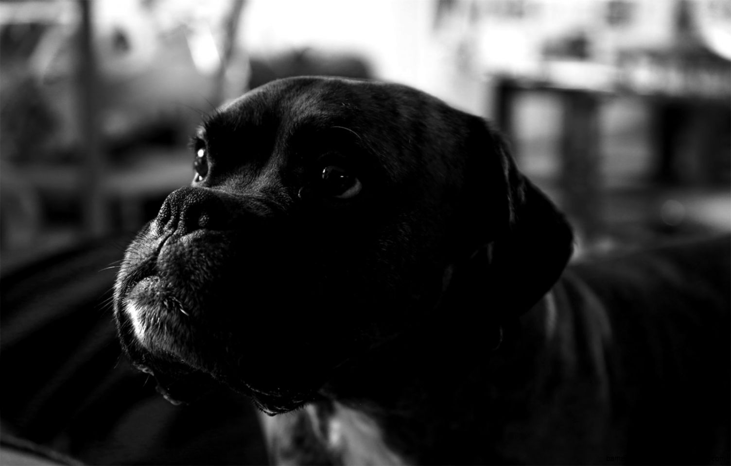 Black And White Boxer Dog Photography