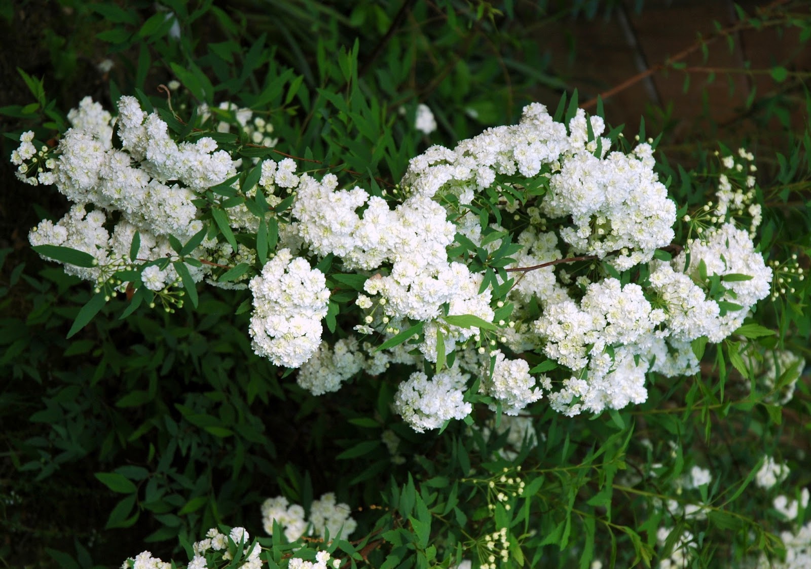 Spiraea Stock Photos Spiraea Stock Images Alamy
