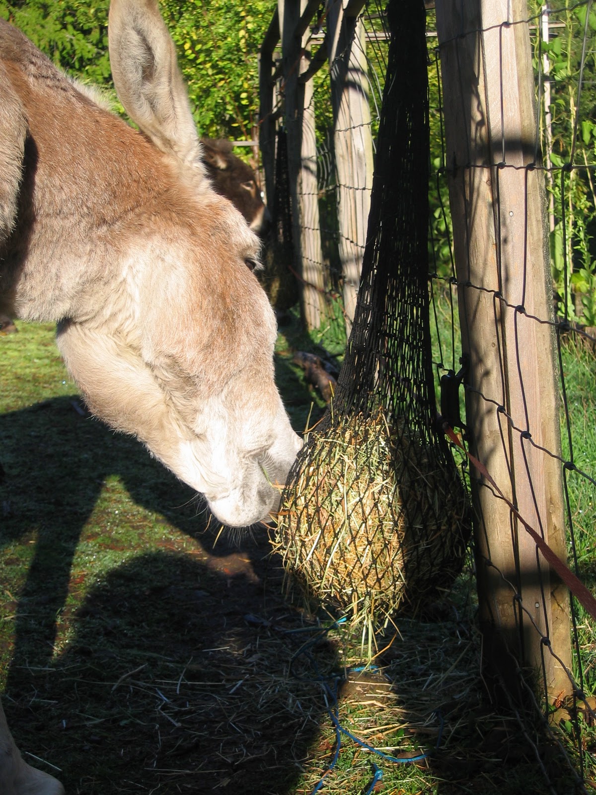 A Donkey Diary Slow Feeder hay nets