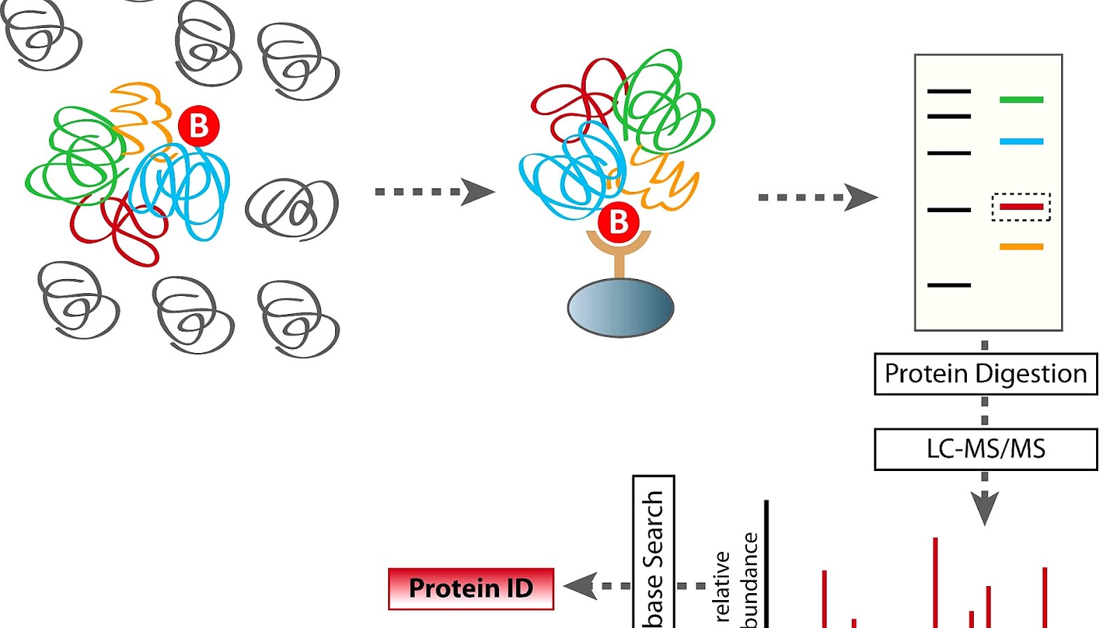 Purification Of Proteins Protein Choices